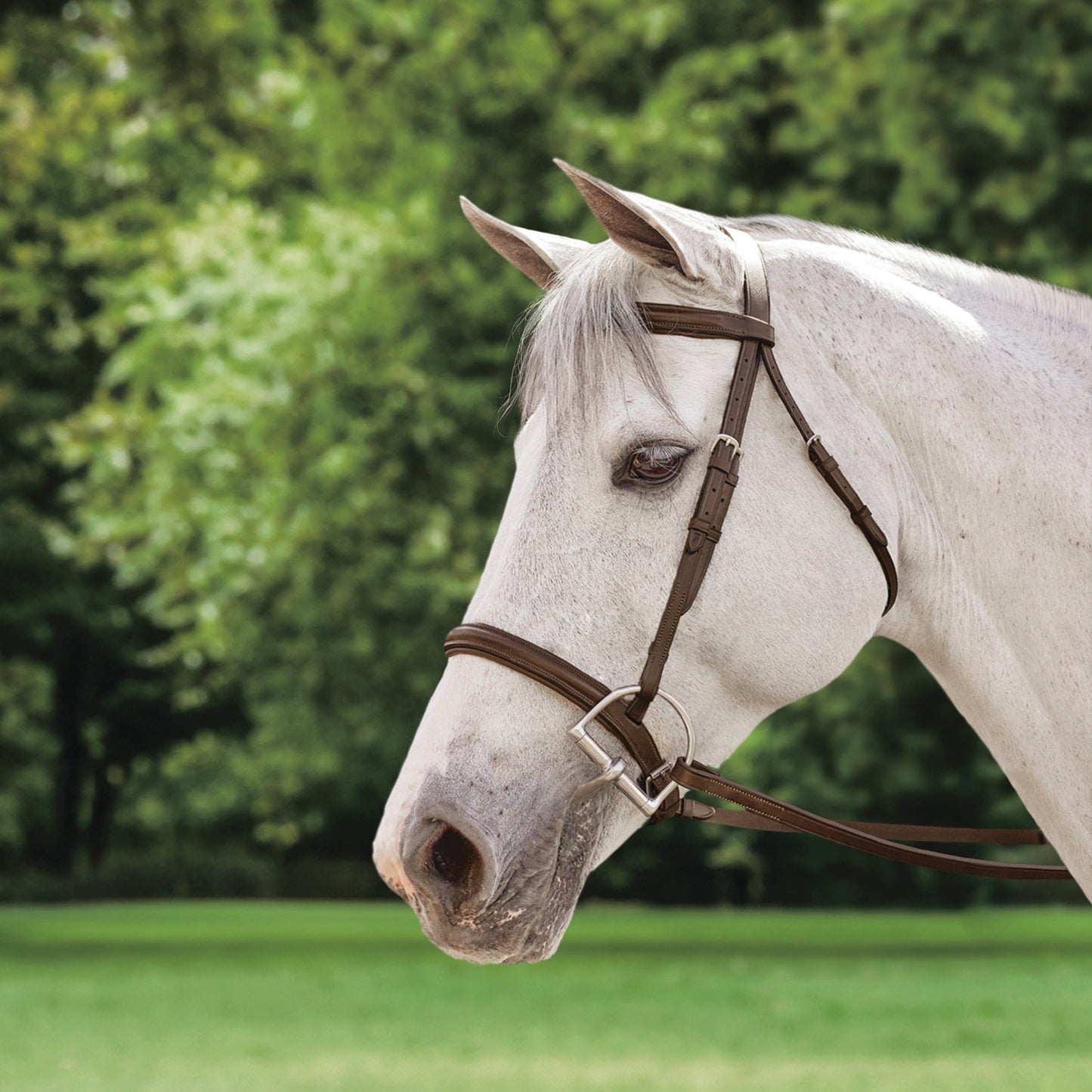 Plain Raised Bridle