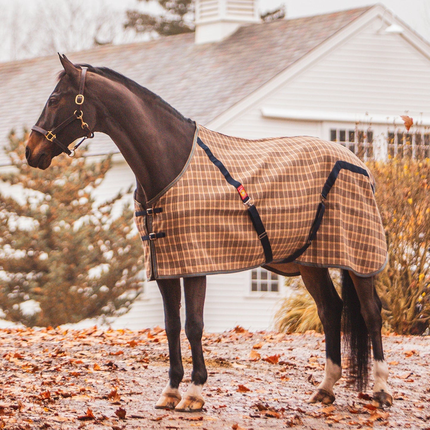 Stable Blanket