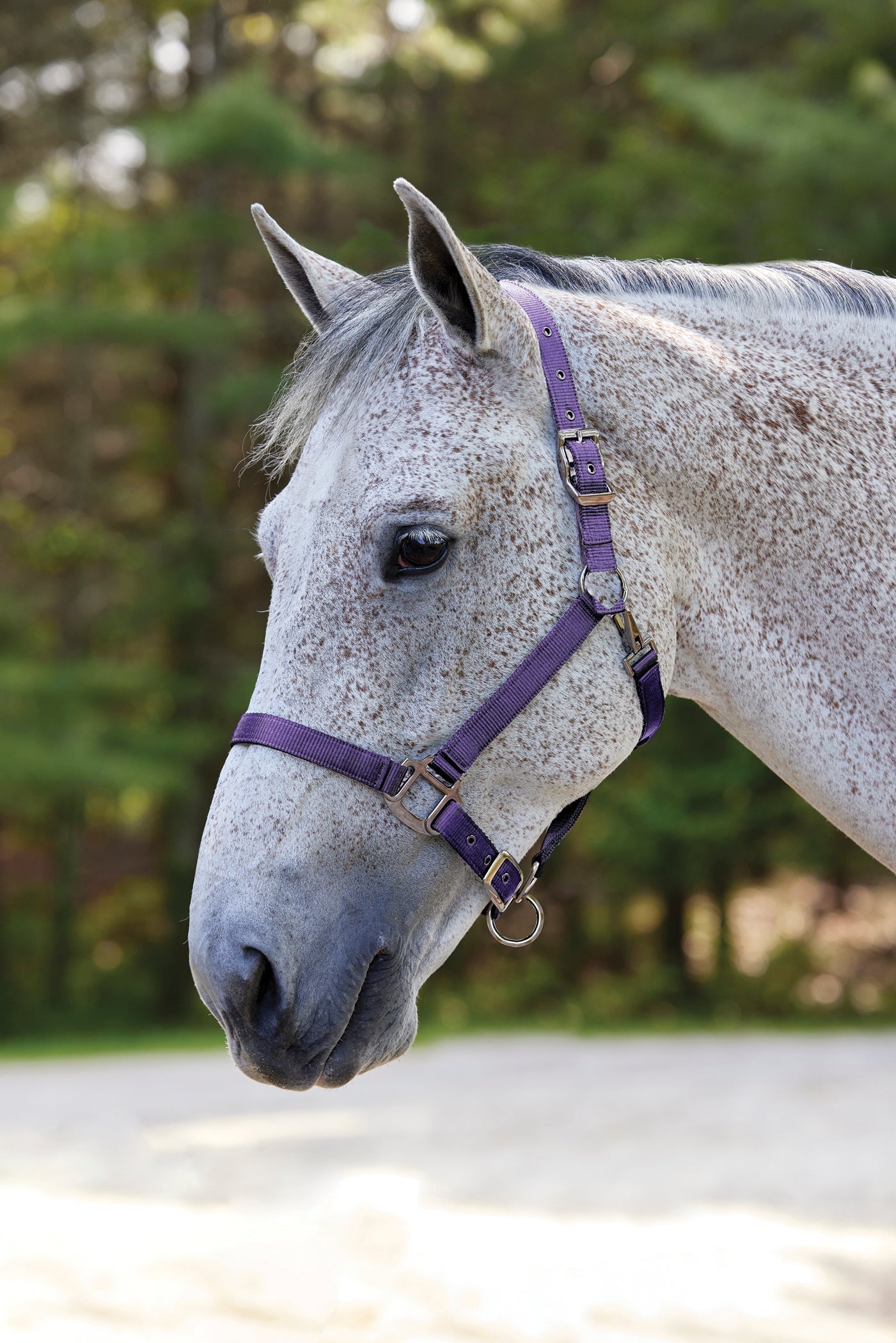 Nylon Breakaway Halter