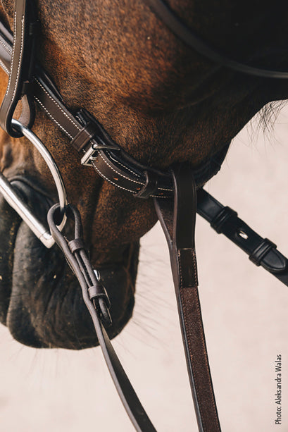 Santa Clara Standing Martingale