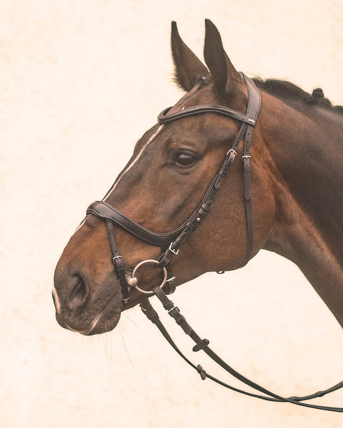 Equitus Alpha Bridle