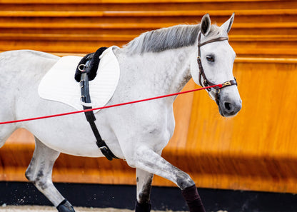 Ireland Micklem2 Multibridle USA with Reins