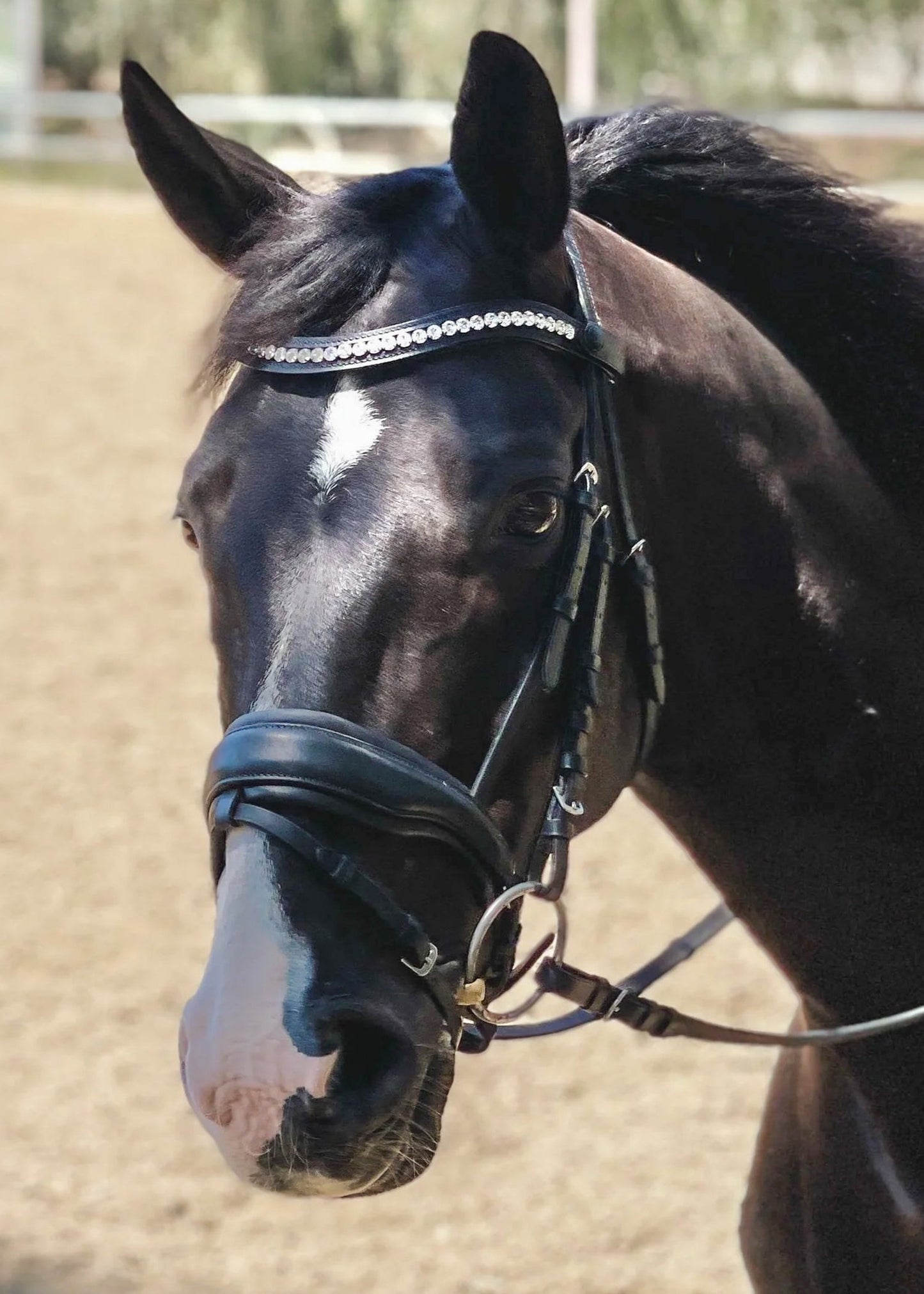Brixton Snaffle Bridle